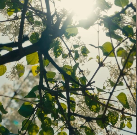 tree